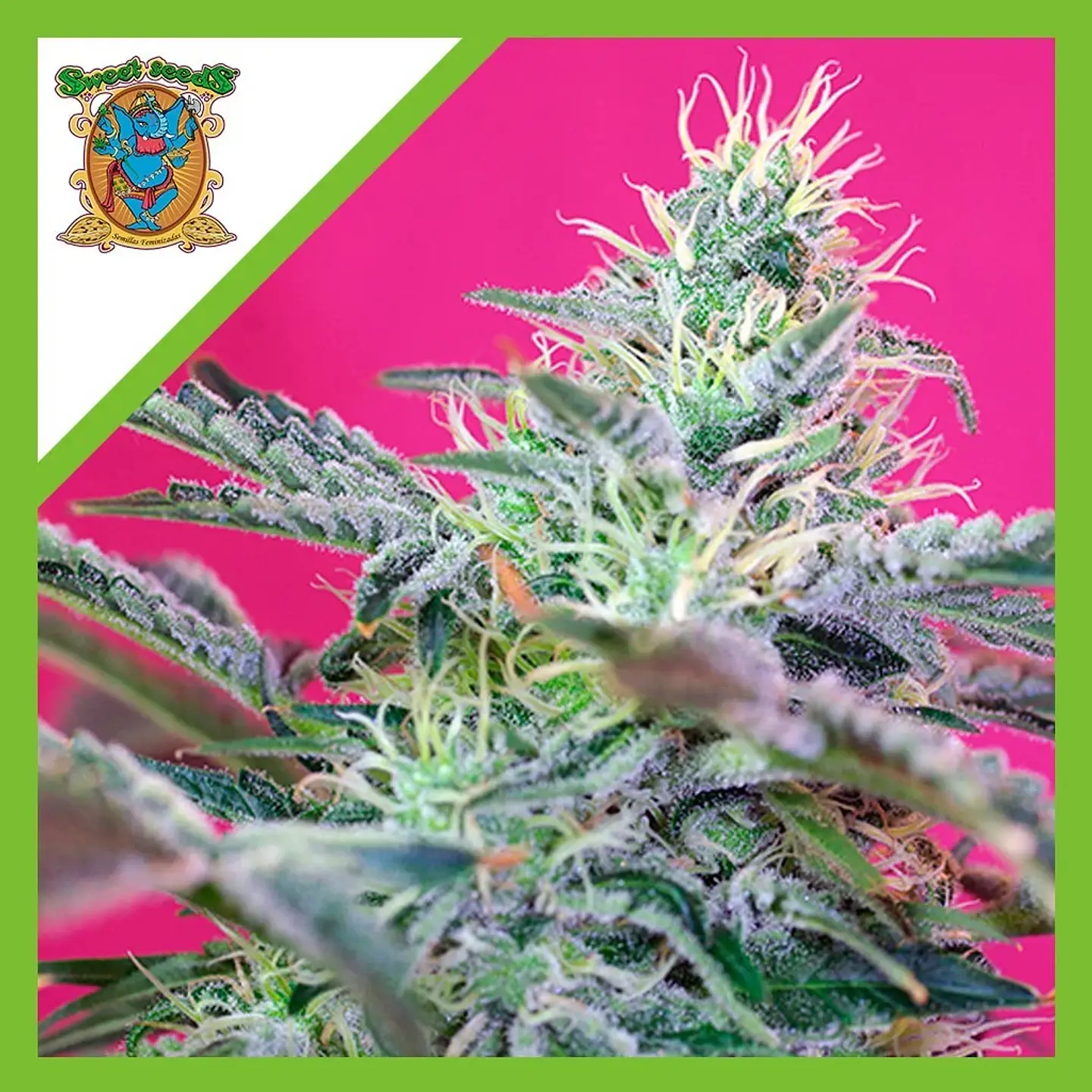 Sweet Cheese Auto® -Sweet Seeds (X25/X3+1) 2