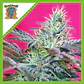 Sweet Cheese Auto® -Sweet Seeds (X25/X3+1) - Miniatura 2