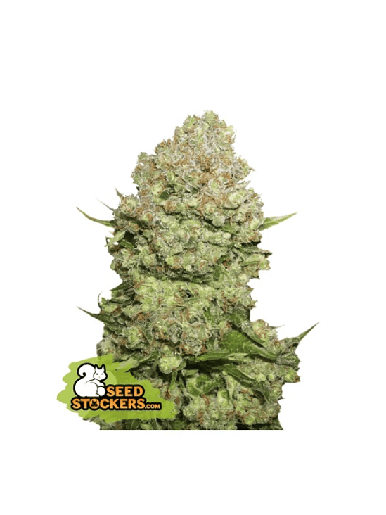 White Widow Fem X100 -Seedstockers 3