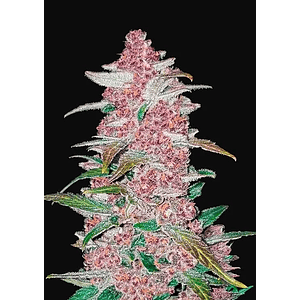 Fastberry Auto X3-Fast Buds