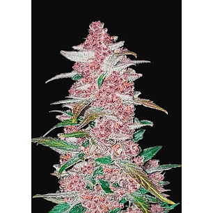 Fastberry Auto X3-Fast Buds