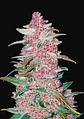 Fastberry Auto -Fast Buds (X3/X1) - Miniatura 2
