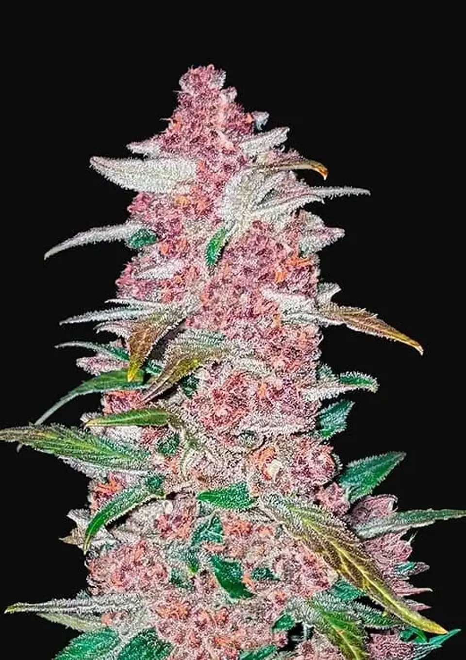 Fastberry Auto -Fast Buds (X3/X1) 2