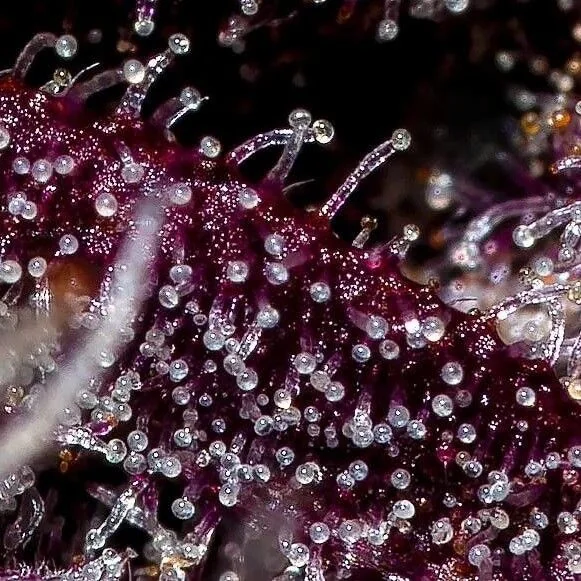 Fastberry Auto -Fast Buds (X3/X1) 3