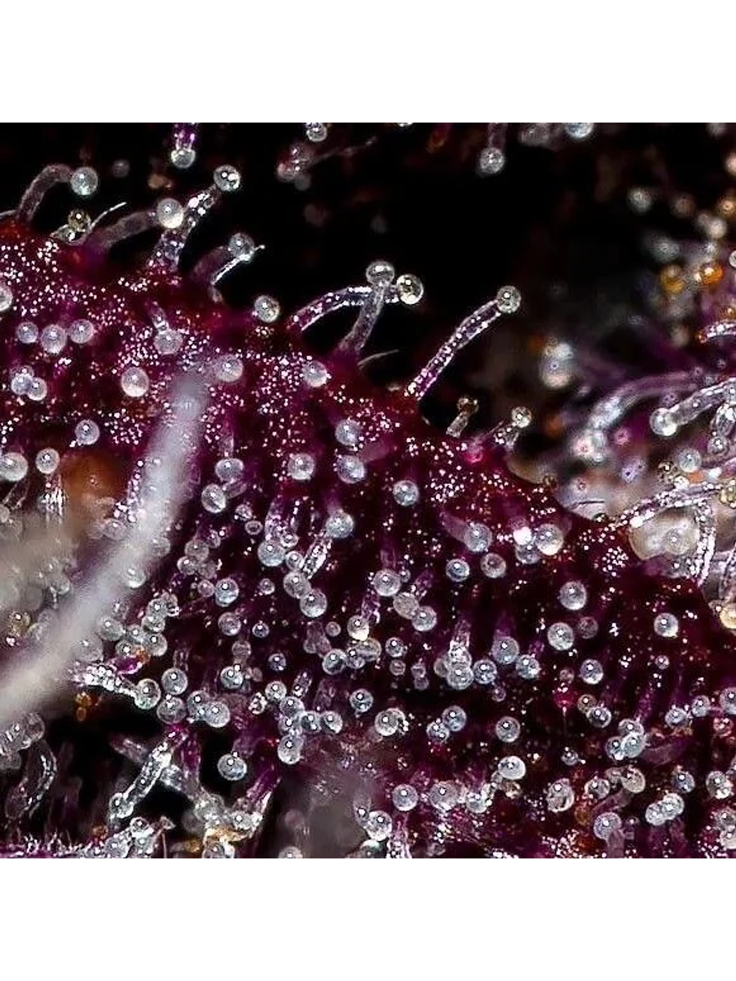 Fastberry Auto -Fast Buds (X3/X1) 3