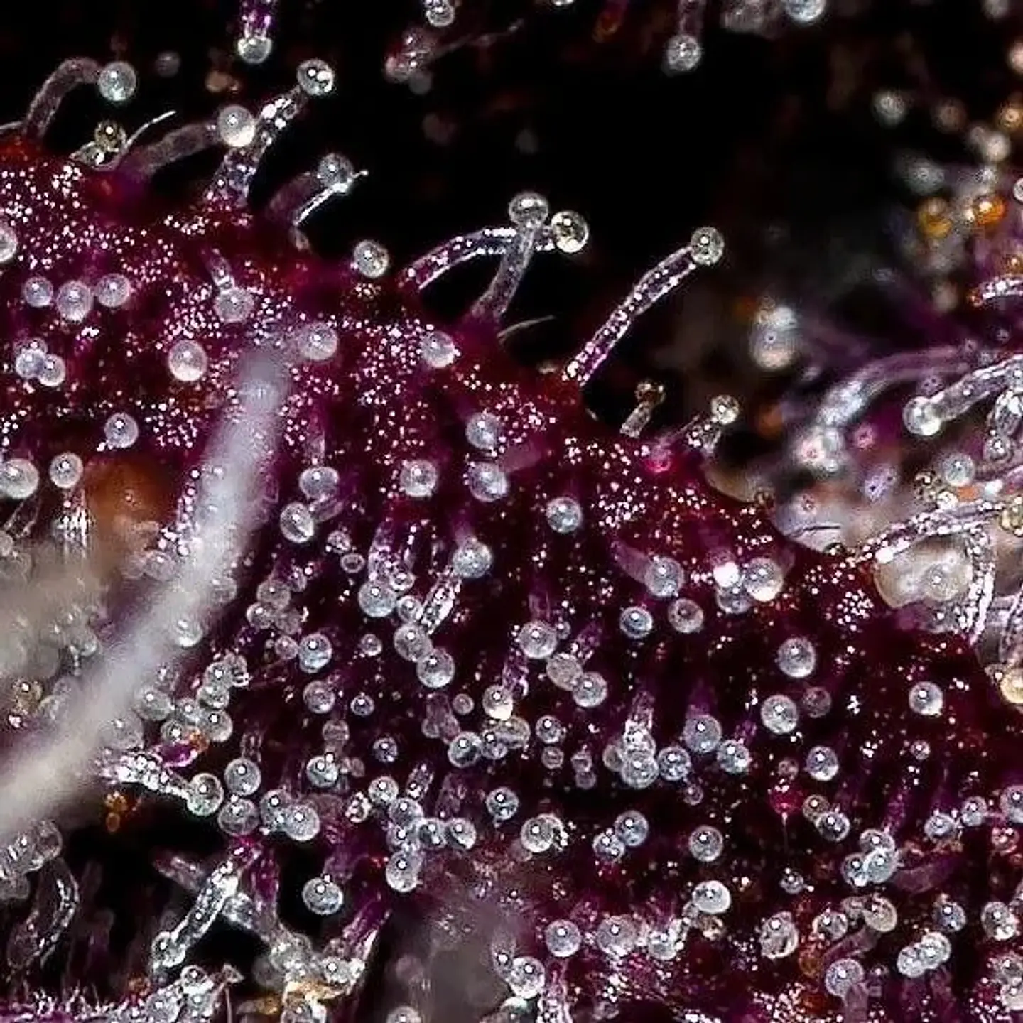 Fastberry Auto -Fast Buds (X3/X1) 3
