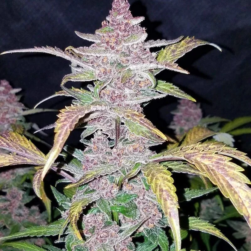 Fastberry Auto -Fast Buds (X3/X1) 4