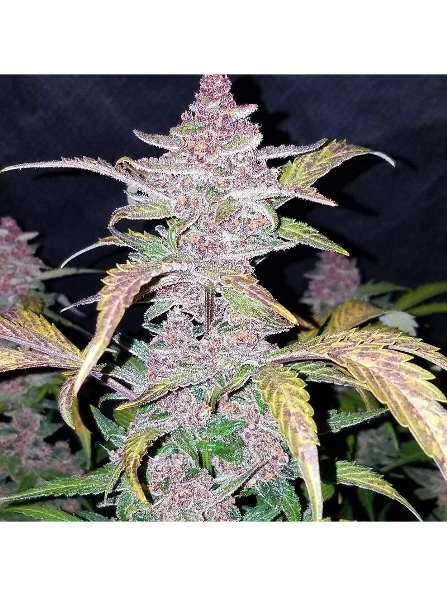 Fastberry Auto -Fast Buds (X3/X1) 4