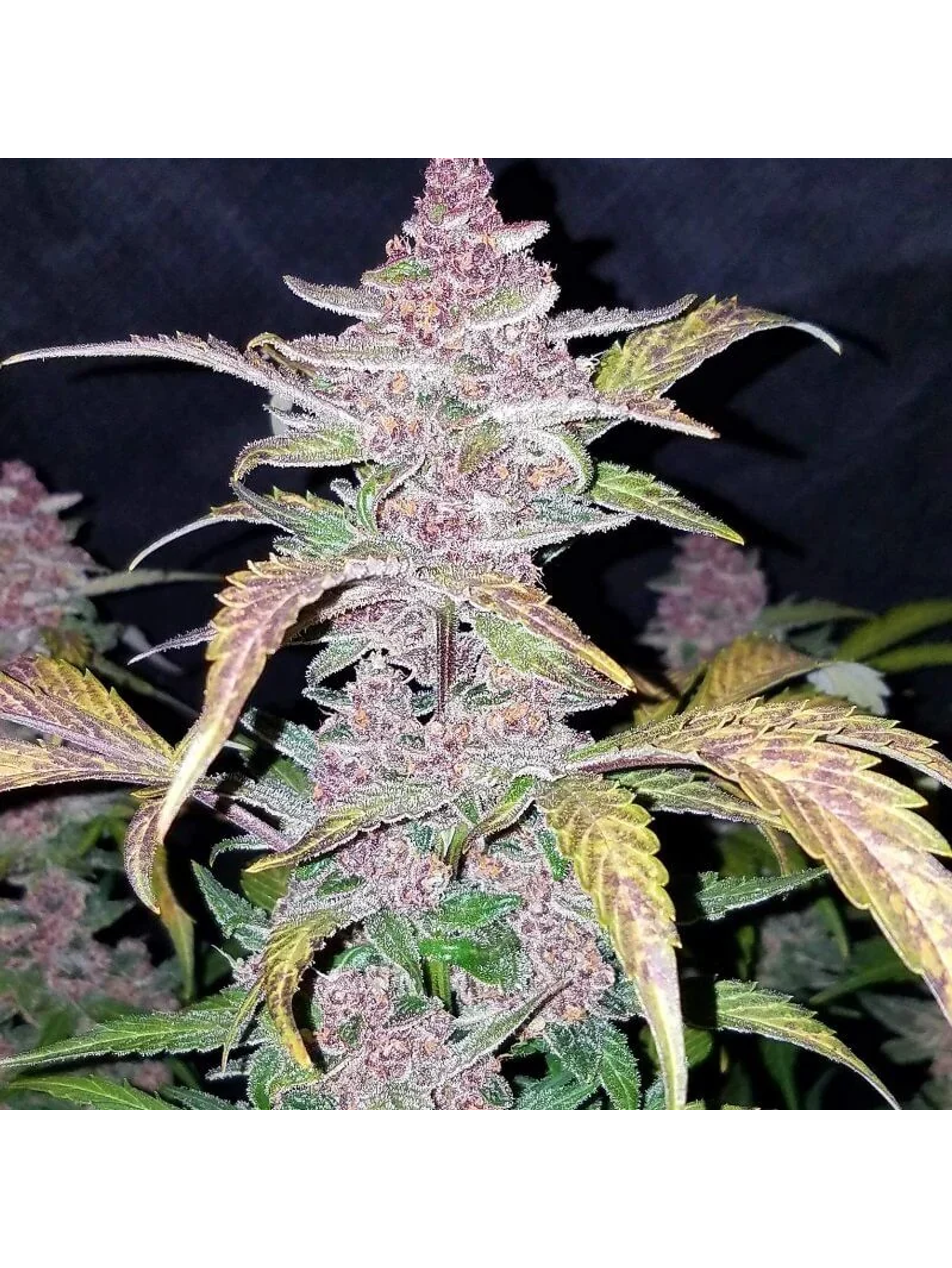 Fastberry Auto -Fast Buds (X3/X1) 4