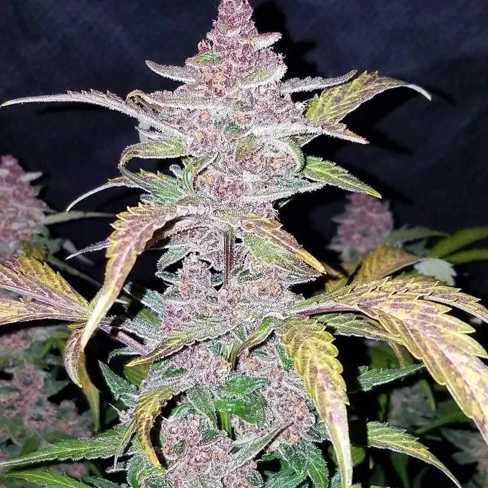 Fastberry Auto -Fast Buds (X3/X1) 4