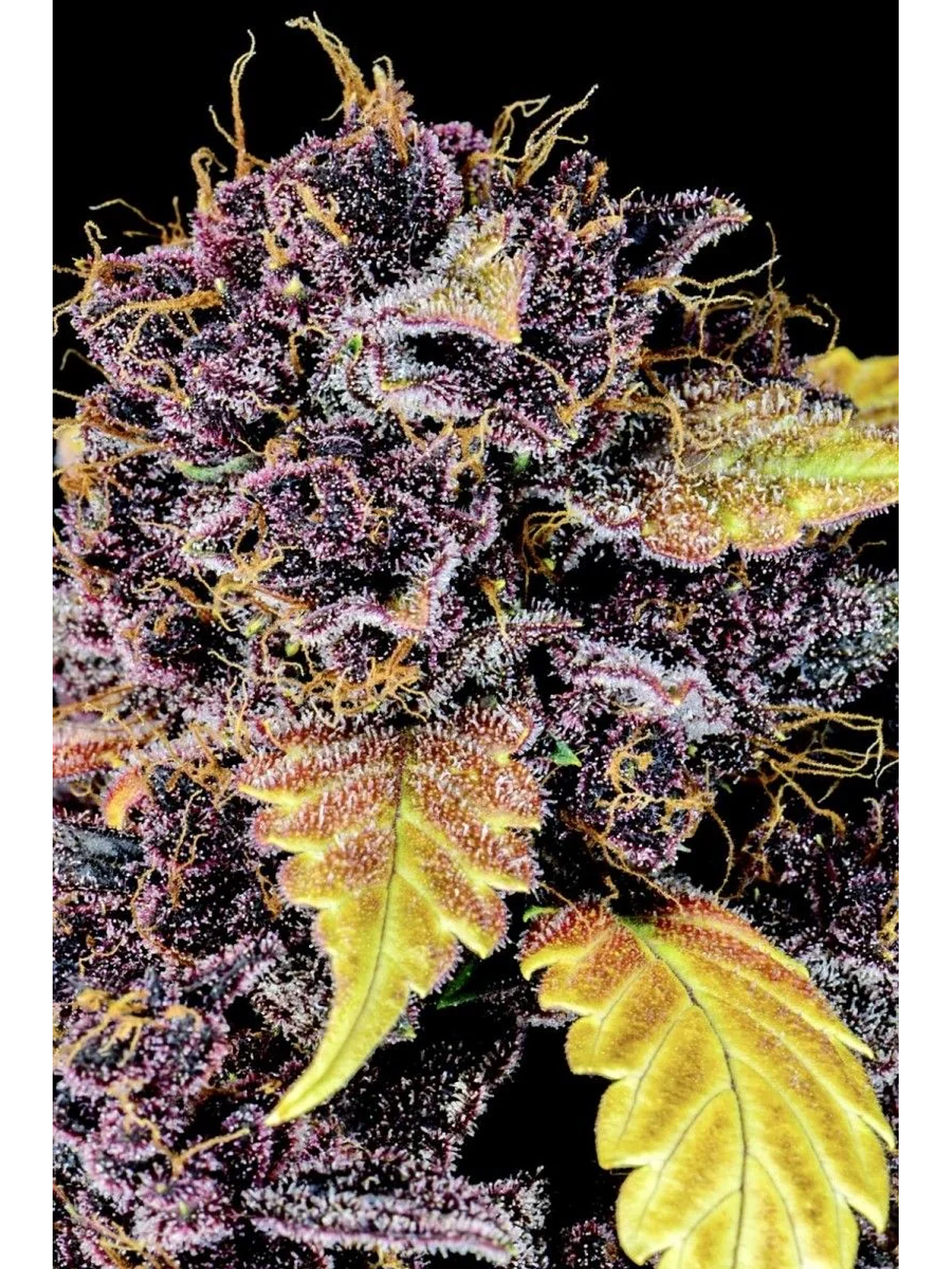 Purple Lemonade Auto -Fast Buds (X3/X1) 2