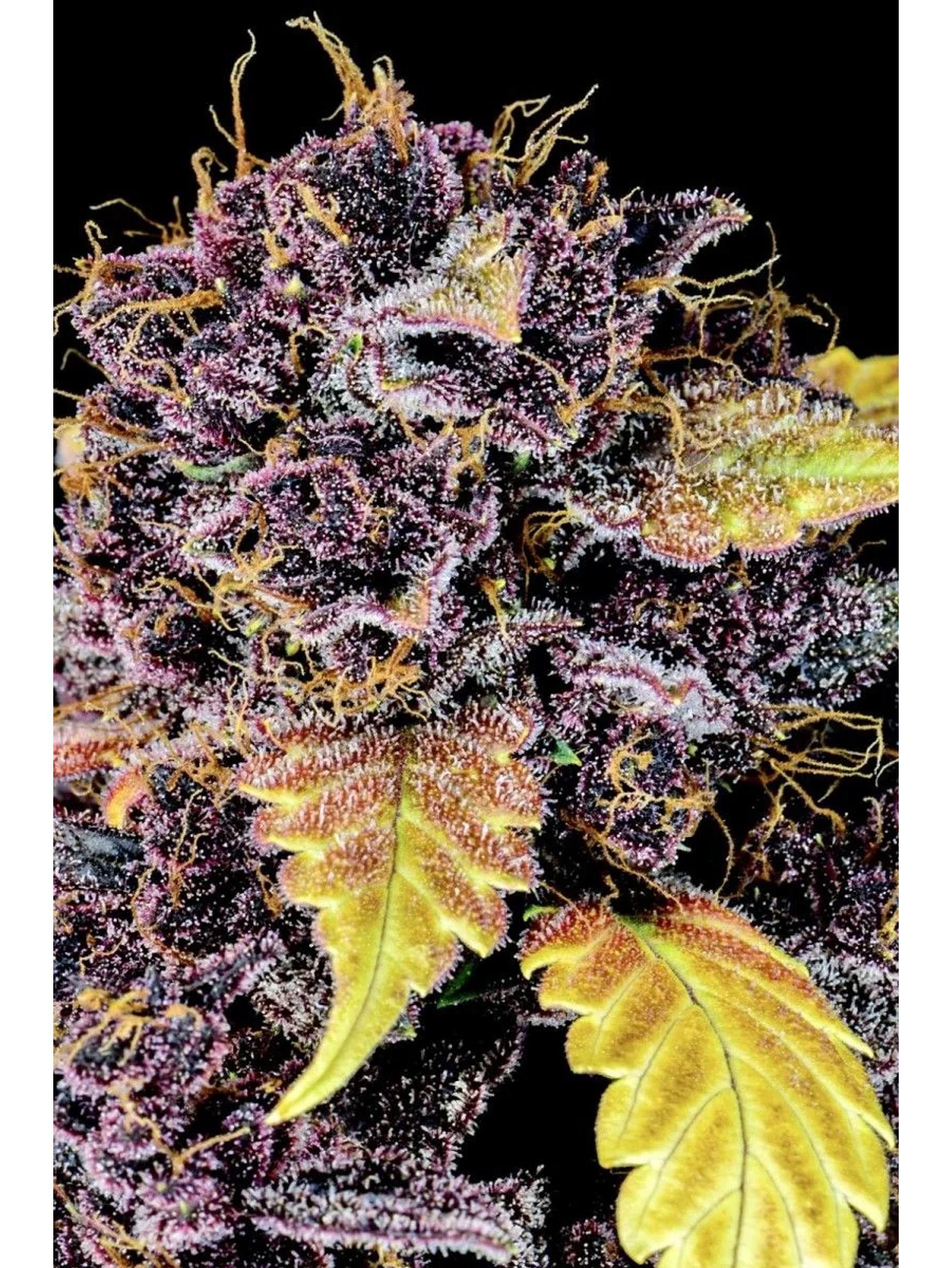 Purple Lemonade Auto -Fast Buds (X3/X1) 2