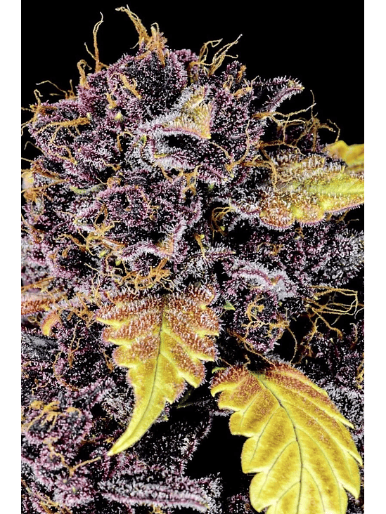 Purple Lemonade  Auto X3-Fast Buds 2