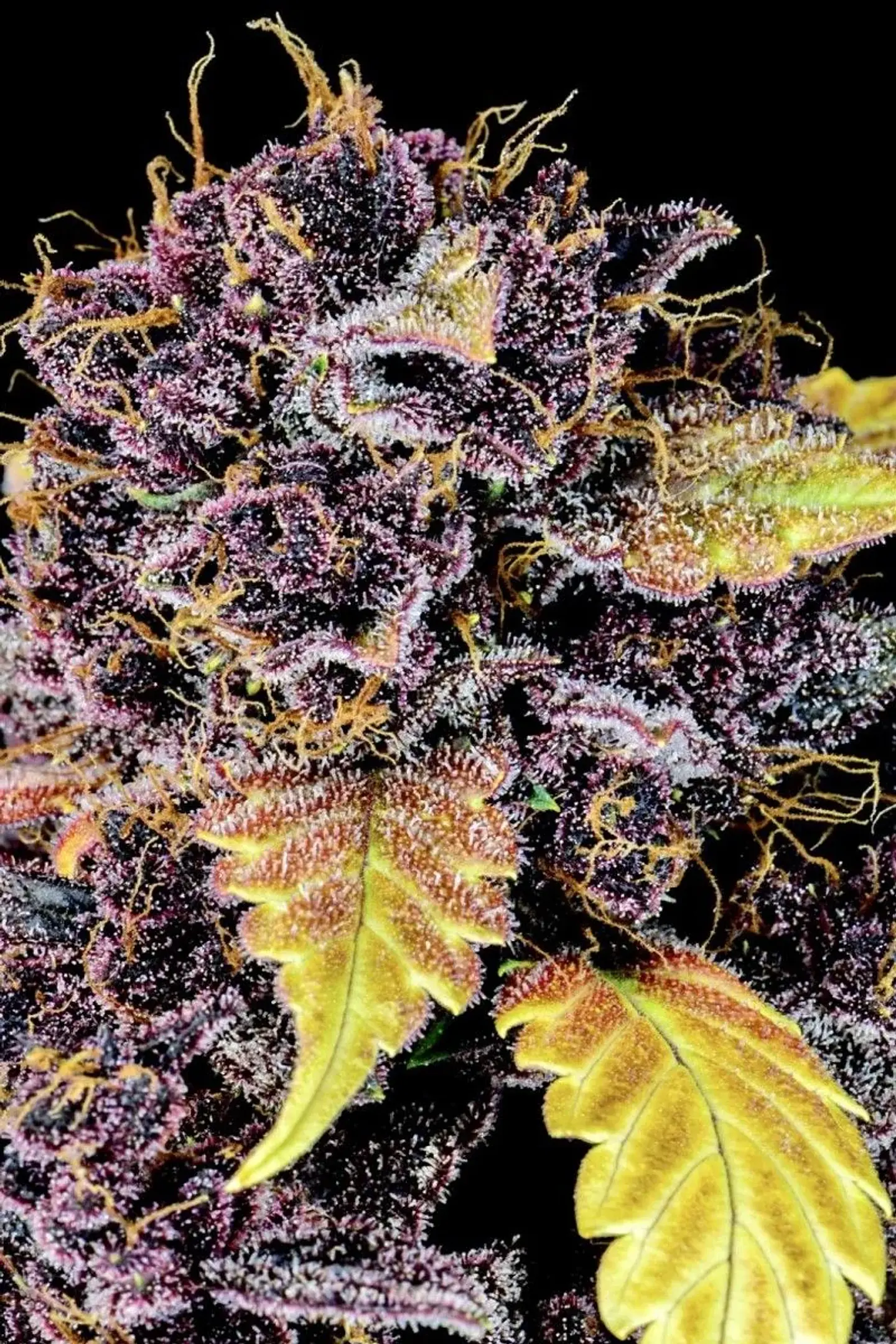 Purple Lemonade Auto -Fast Buds (X3/X1) 2