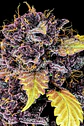 Purple Lemonade Auto -Fast Buds (X3/X1) - Miniatura 2