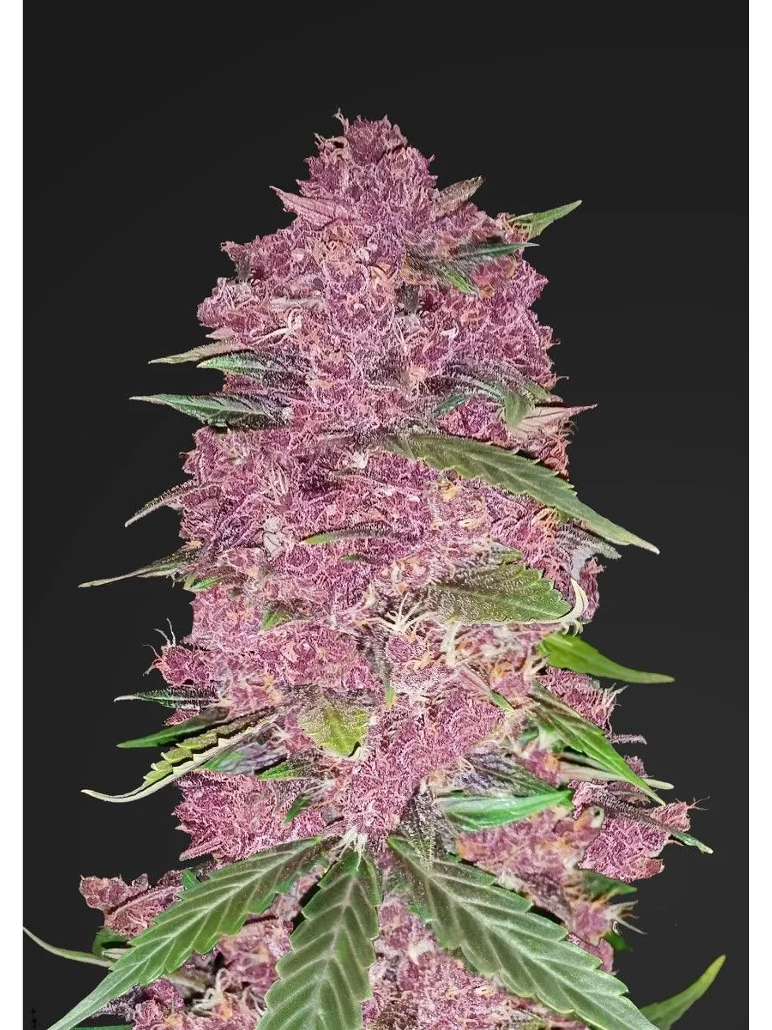 Purple Lemonade Auto -Fast Buds (X3/X1) 3