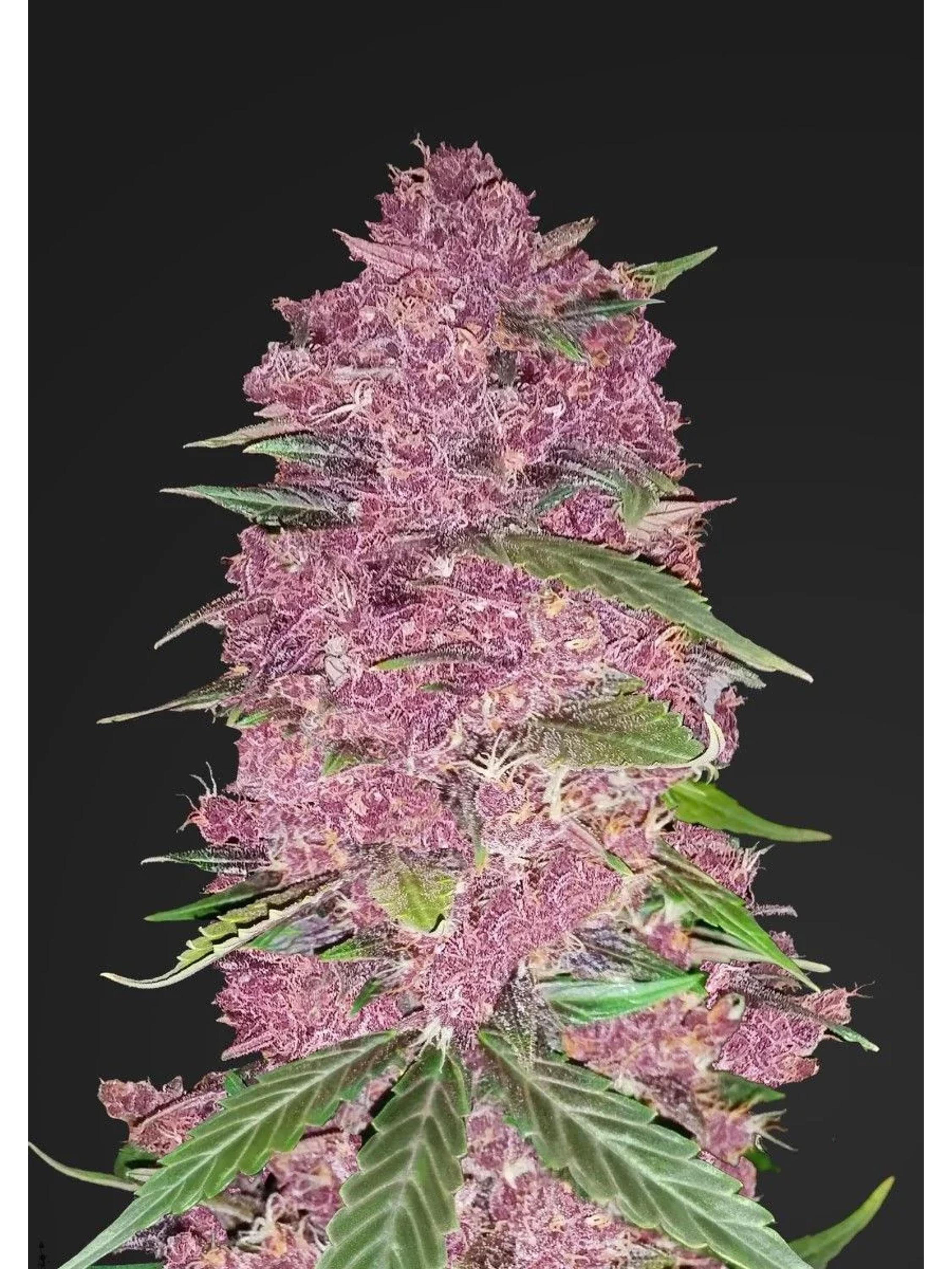 Purple Lemonade Auto -Fast Buds (X3/X1) 3