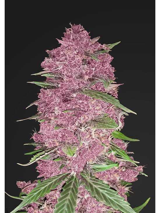 Purple Lemonade  Auto X3-Fast Buds 3