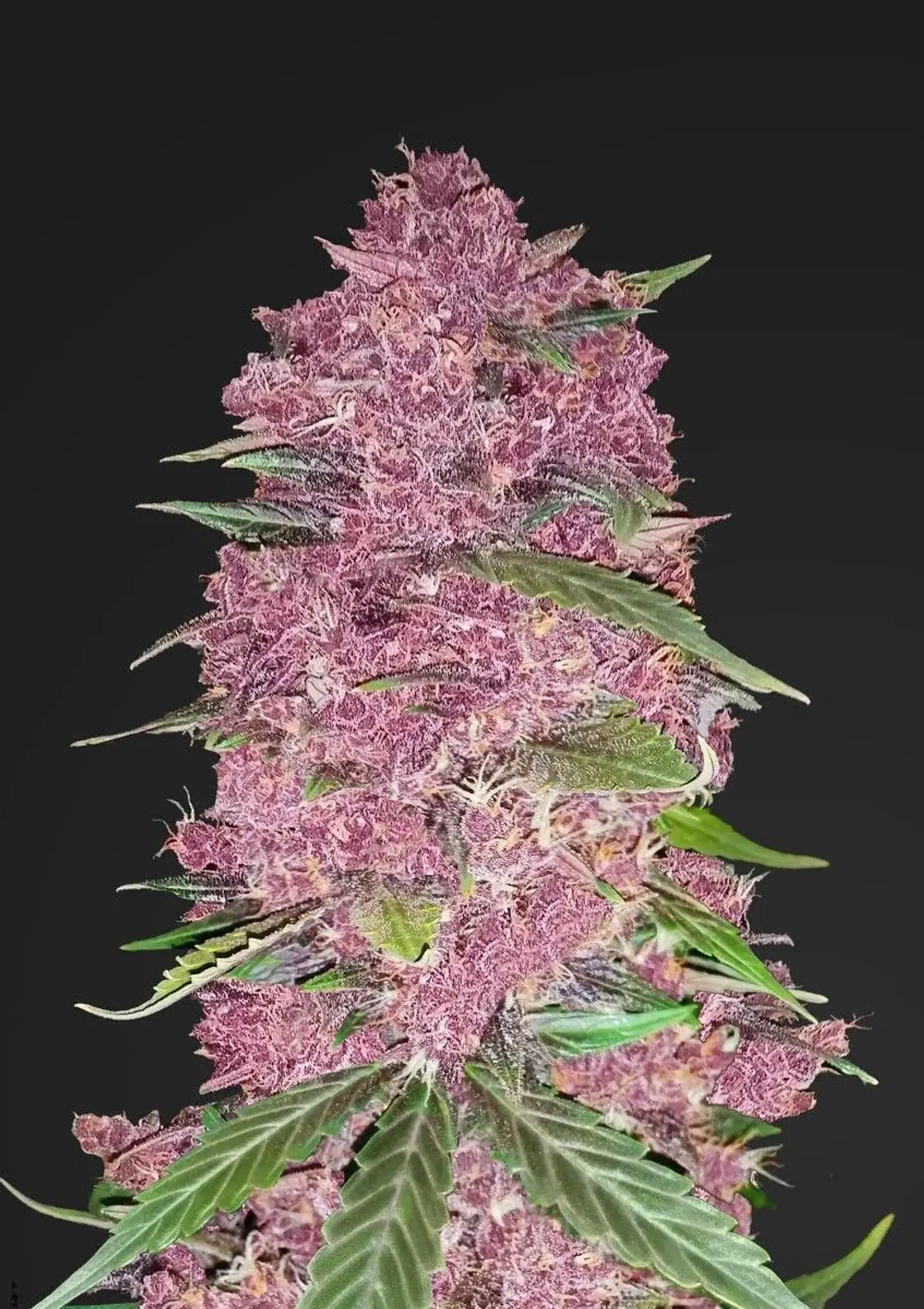 Purple Lemonade Auto -Fast Buds (X3/X1) 3
