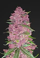 Purple Lemonade Auto -Fast Buds (X3/X1) - Miniatura 3
