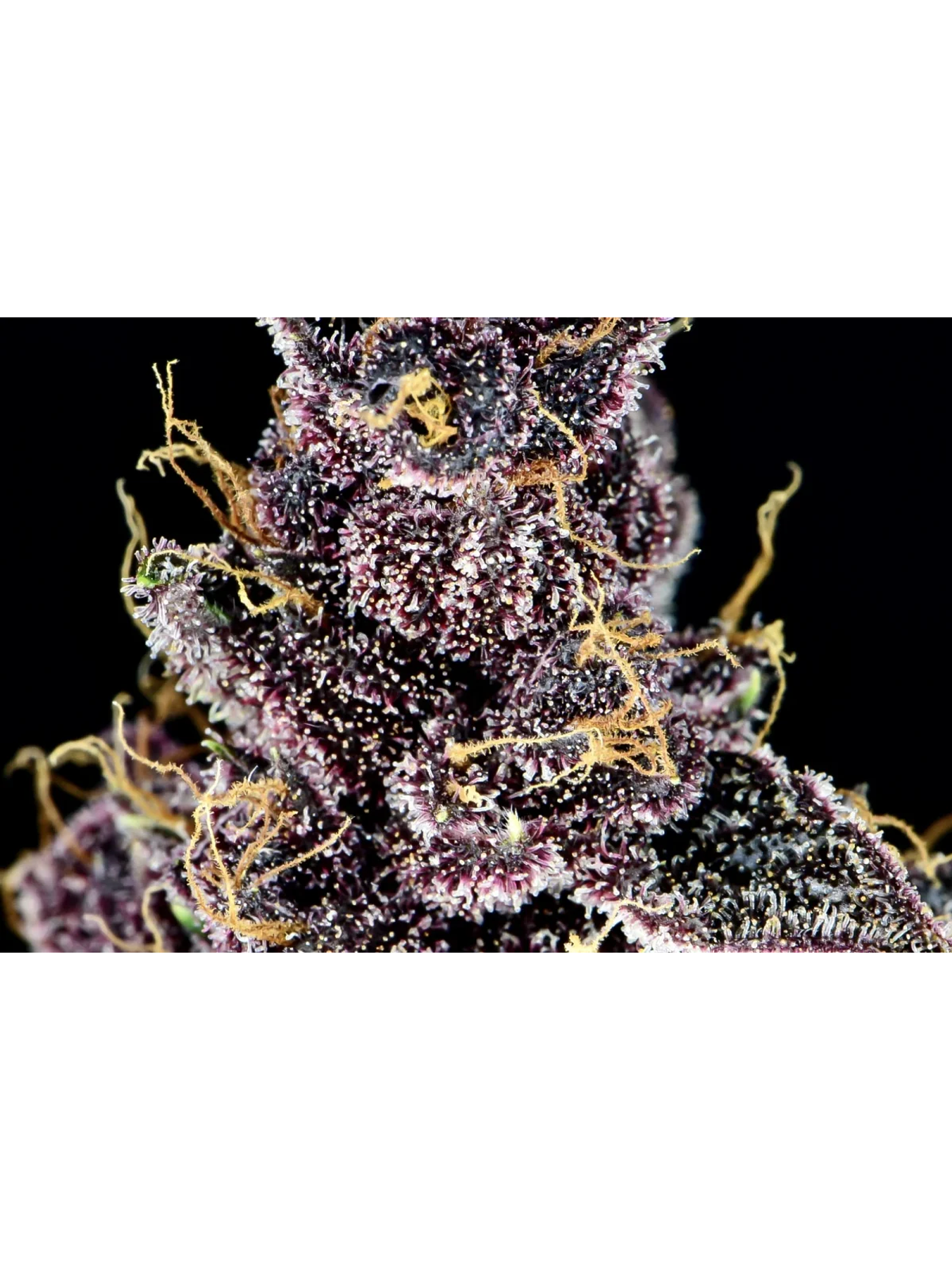 Purple Lemonade Auto -Fast Buds (X3/X1) 4