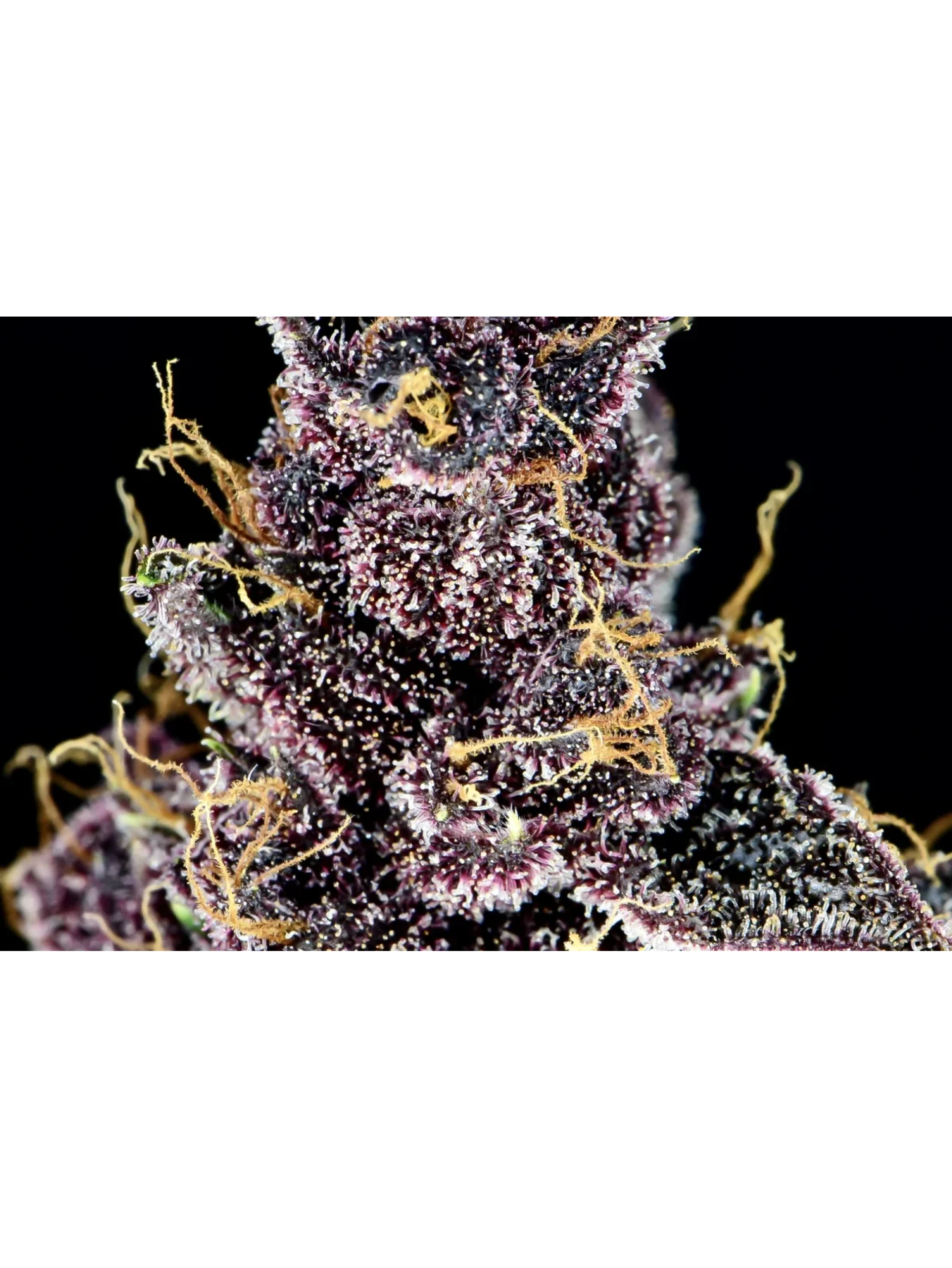 Purple Lemonade Auto -Fast Buds (X3/X1) 4