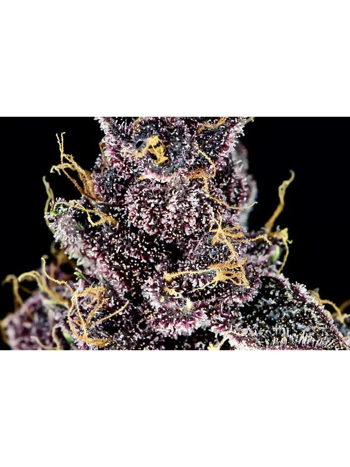 Purple Lemonade Auto -Fast Buds (X3/X1) 4