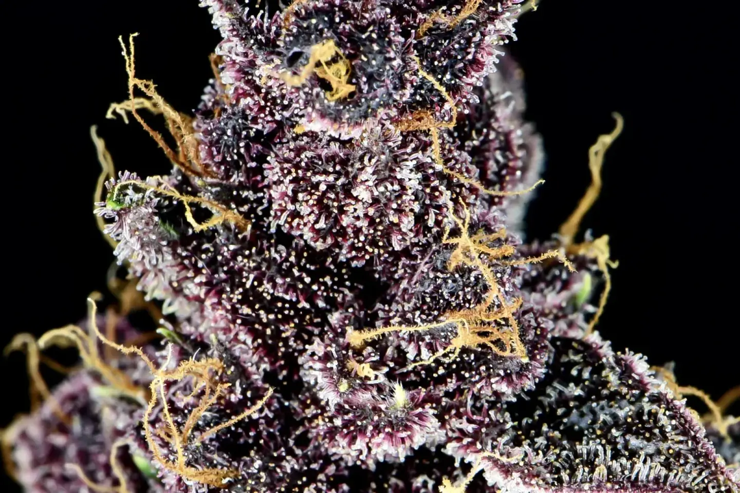 Purple Lemonade Auto -Fast Buds (X3/X1) 4