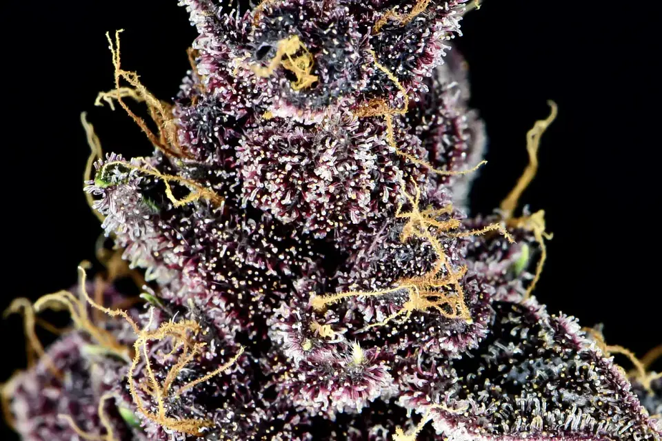 Purple Lemonade Auto -Fast Buds (X3/X1) 4