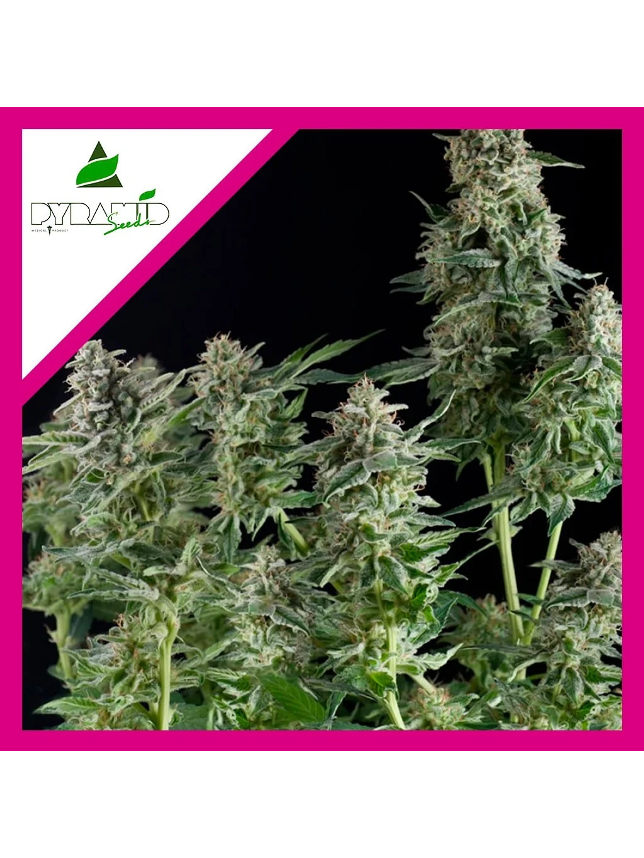 Northern Lights Fem -Pyramid Seeds (X3+1/X1) 2