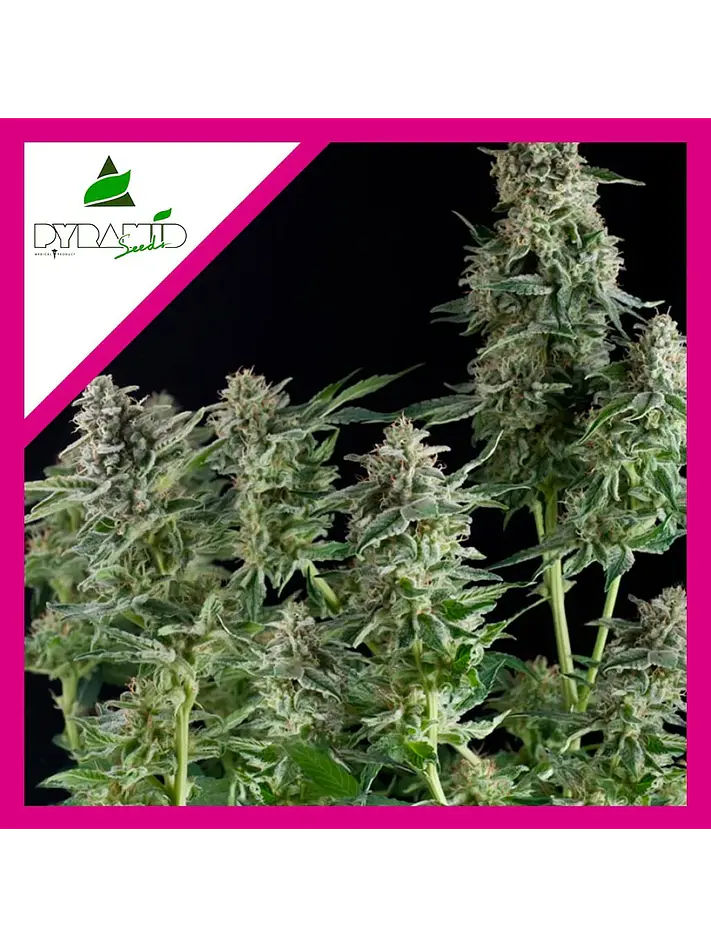 Northern Lights Fem -Pyramid Seeds (X3+1/X1) 2