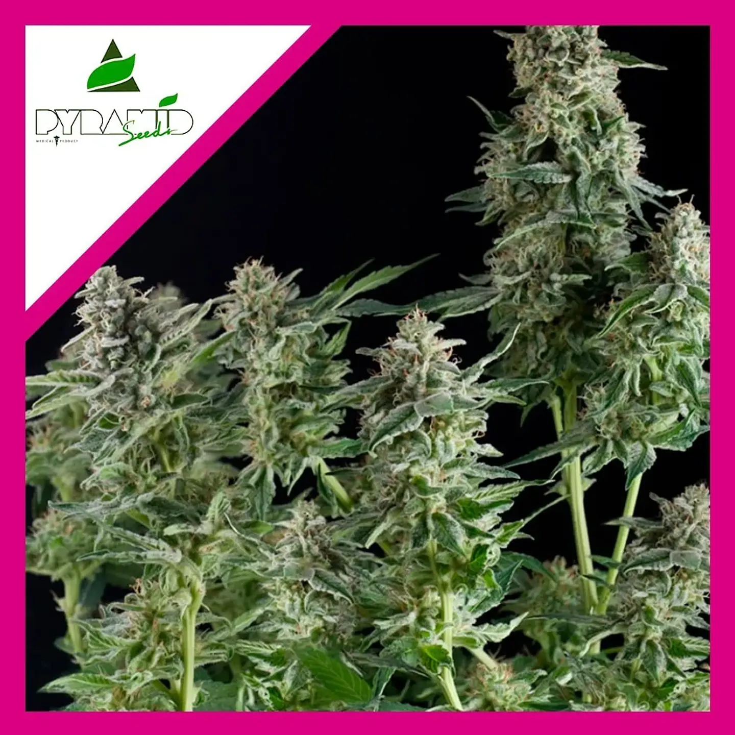 Northern Lights Fem -Pyramid Seeds (X3+1/X1) 2