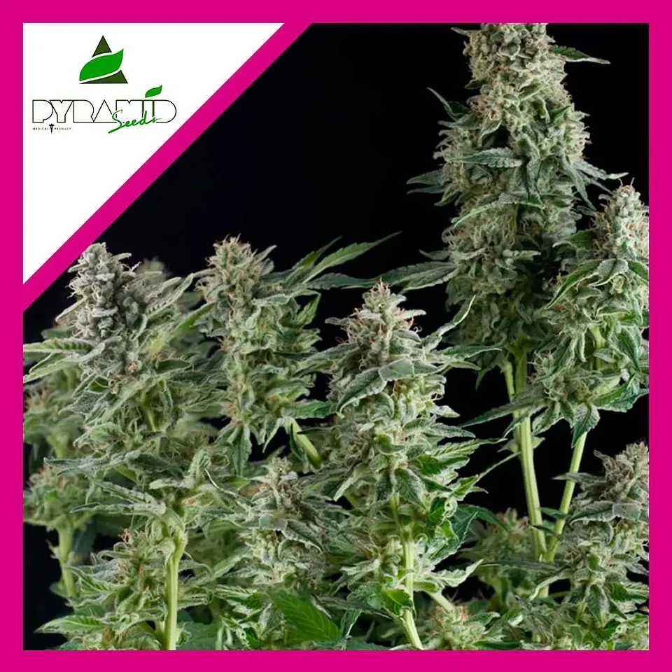 Northern Lights Fem -Pyramid Seeds (X3+1/X1) 2