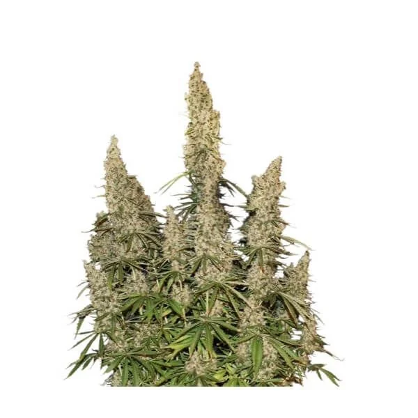 White Widow Auto -Seedstockers (X100/X3) 2