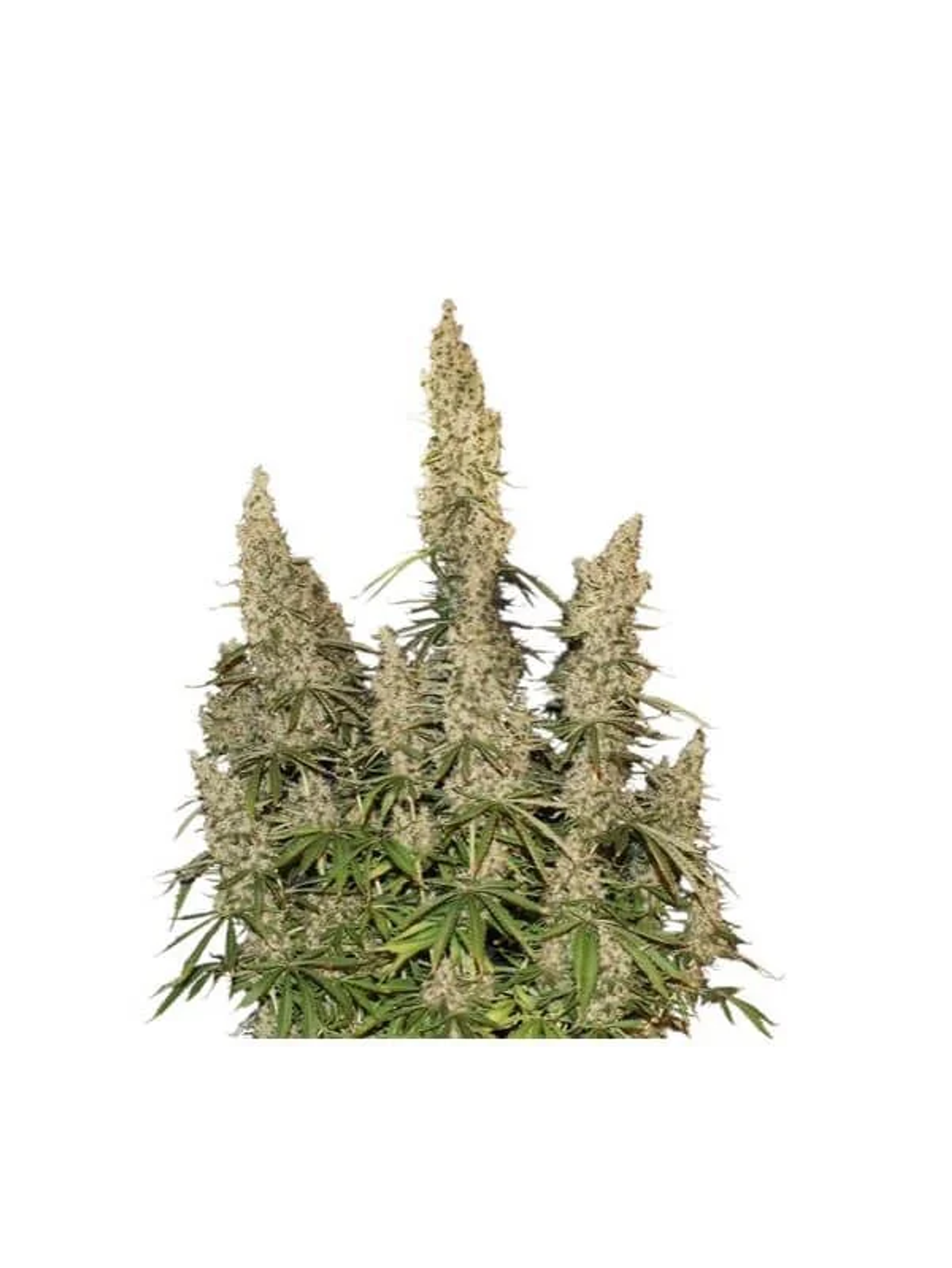 White Widow Auto -Seedstockers (X100/X3) 2