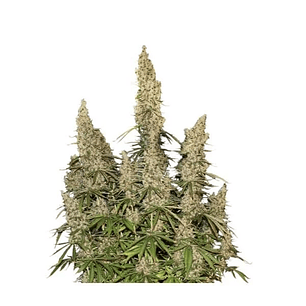 White Widow Auto X100 -Seedstockers