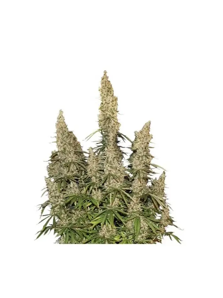 White Widow Auto -Seedstockers (X100/X3) 2