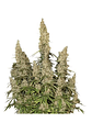 White Widow Auto X100 -Seedstockers - Miniatura 2
