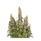 White Widow Auto -Seedstockers (X100/X3) - Miniatura 2