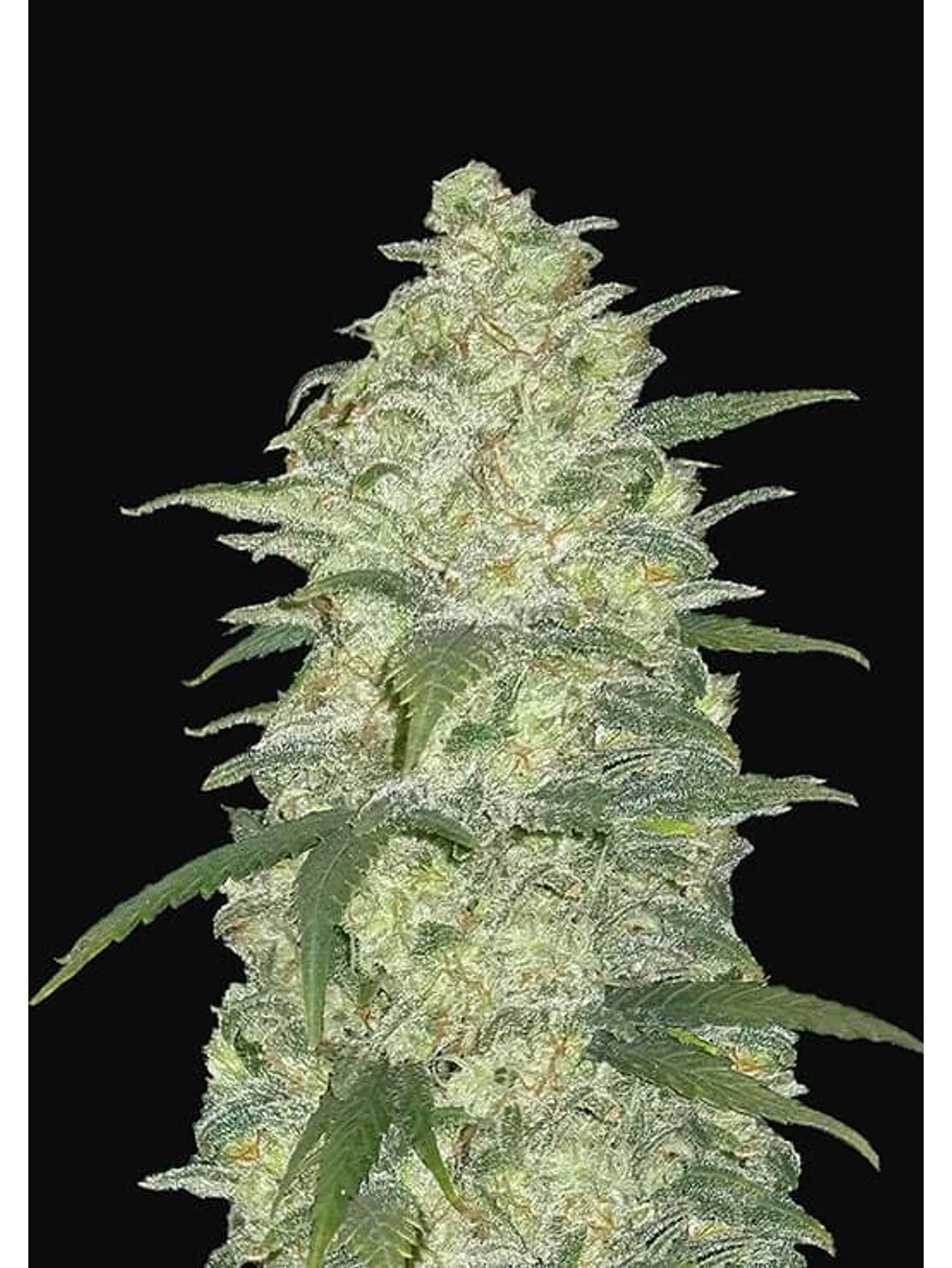 Original White Widows Auto -Fast Buds (X3/X1) 2