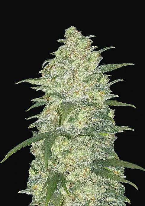 Original White Widows Auto -Fast Buds (X3/X1)