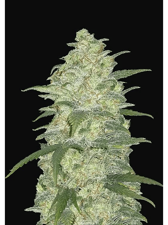 Original White Widows Auto X3-Fast Buds 2