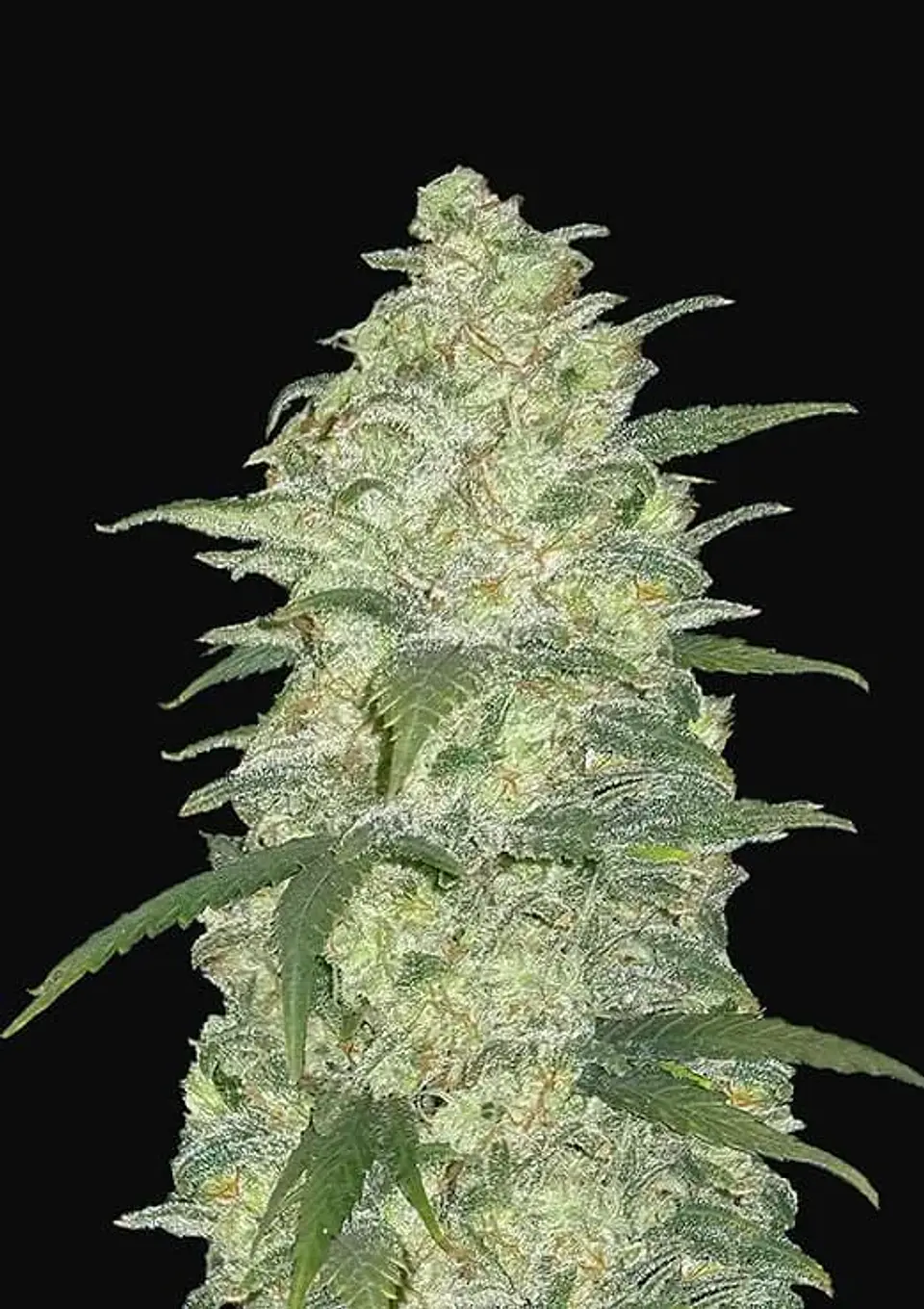 Original White Widows Auto -Fast Buds (X3/X1) 2