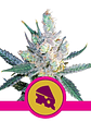 Royal Cheese Fast  Fem X10-Royal Queen Seeds - Miniatura 2