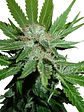 Royal Cheese Fast  Fem X10-Royal Queen Seeds - Miniatura 3