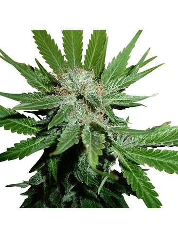 Royal Cheese Fast  Fem X10-Royal Queen Seeds 4