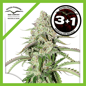 Colorado Cookies  Auto X3-Dutch Passion