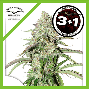 Colorado Cookies  Auto X3-Dutch Passion