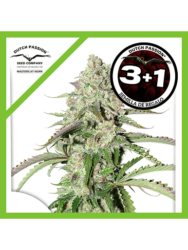 Colorado Cookies  Auto X3-Dutch Passion 2