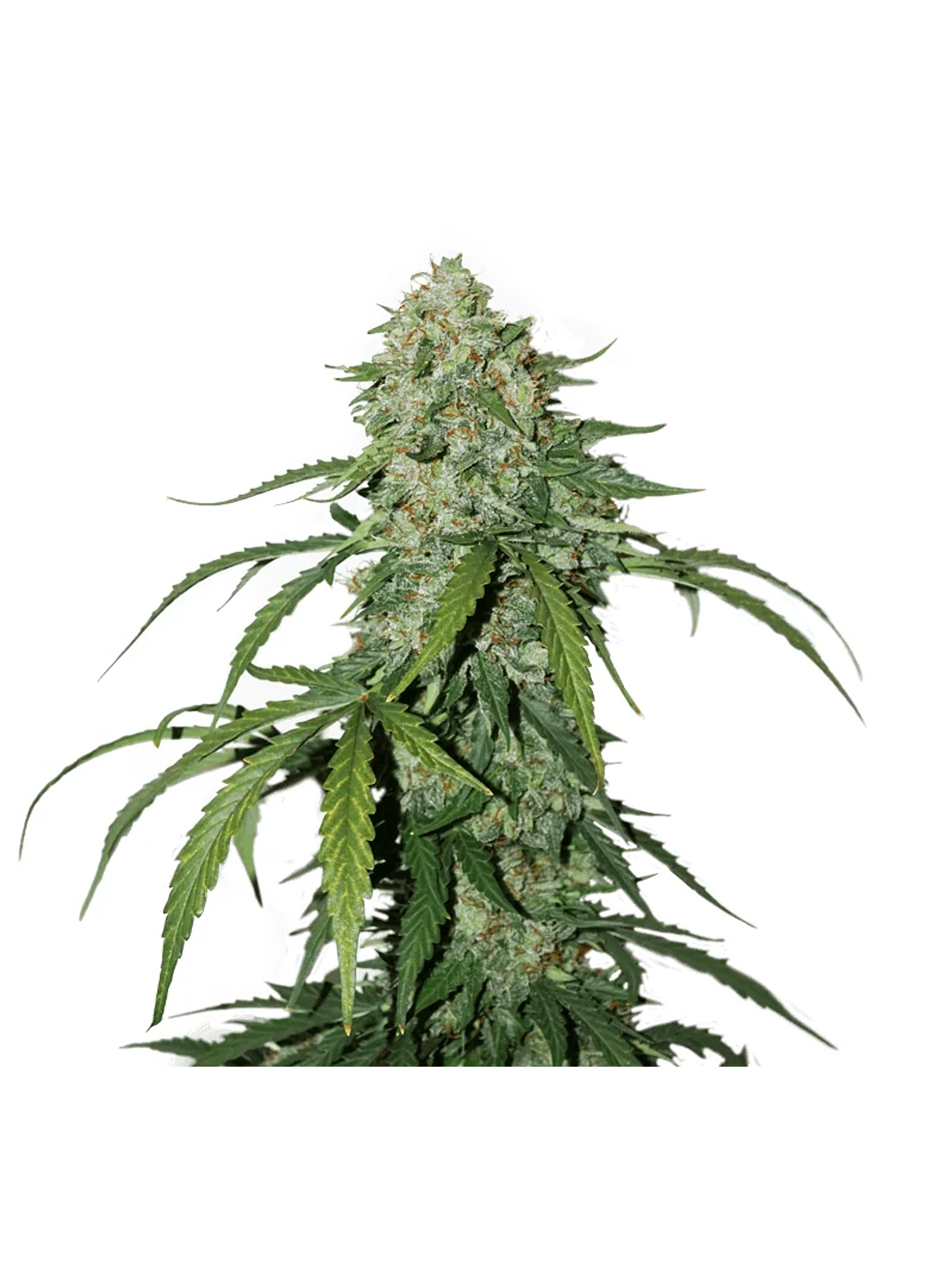 Cbd 1:1 Silver Lime Haze Auto X3-Seedstockers 2